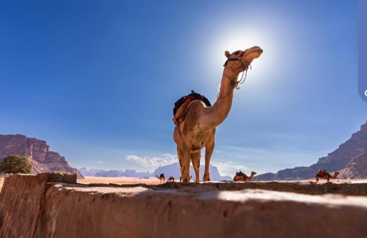 Joy To Wadi Rum Exteriér fotografie